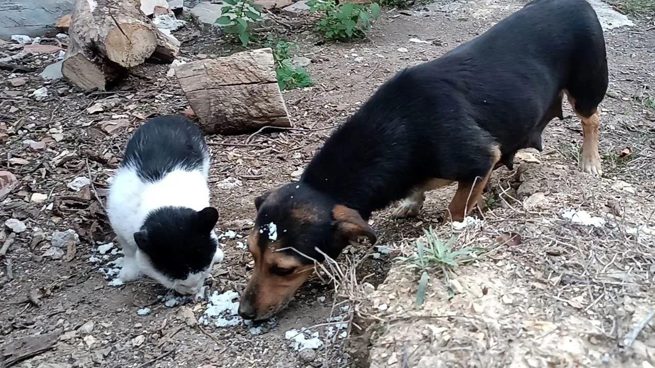 Kedi ve köpek, didişmek yerine dost olmayı seçti