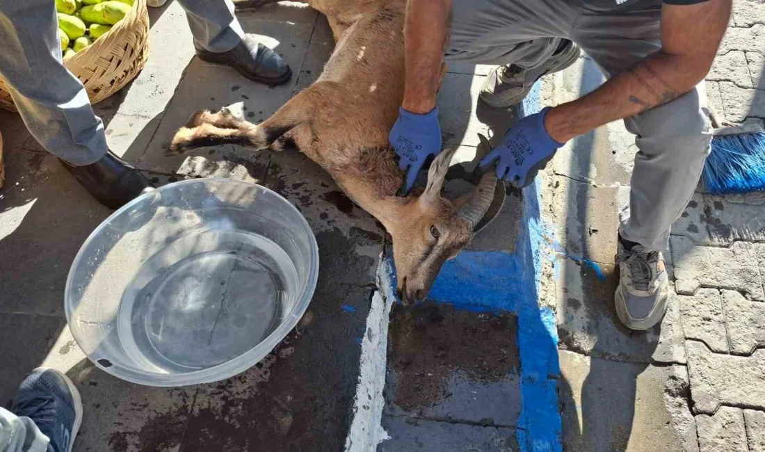 TUNCELİ’DE, KÖPEKLERİN SALDIRDIĞI KORUMA