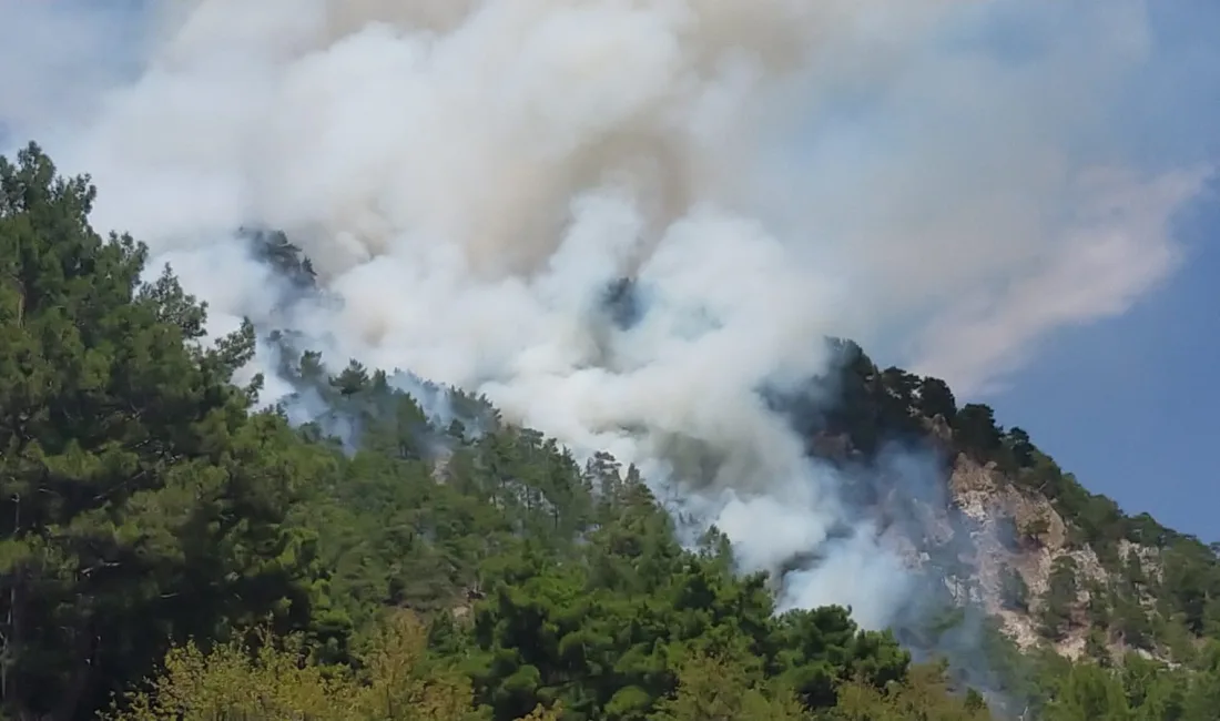 ANTALYA’NIN KUMLUCA İLÇESİNDE ORMAN