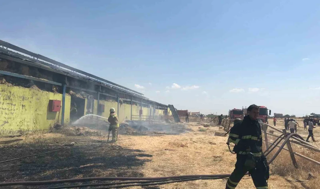 MARDİN'İN ARTUKLU İLÇESİNDE ÇIKAN