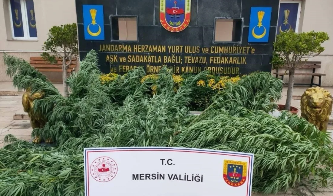 MERSİN'DE JANDARMA EKİPLERİ UYUŞTURUCU