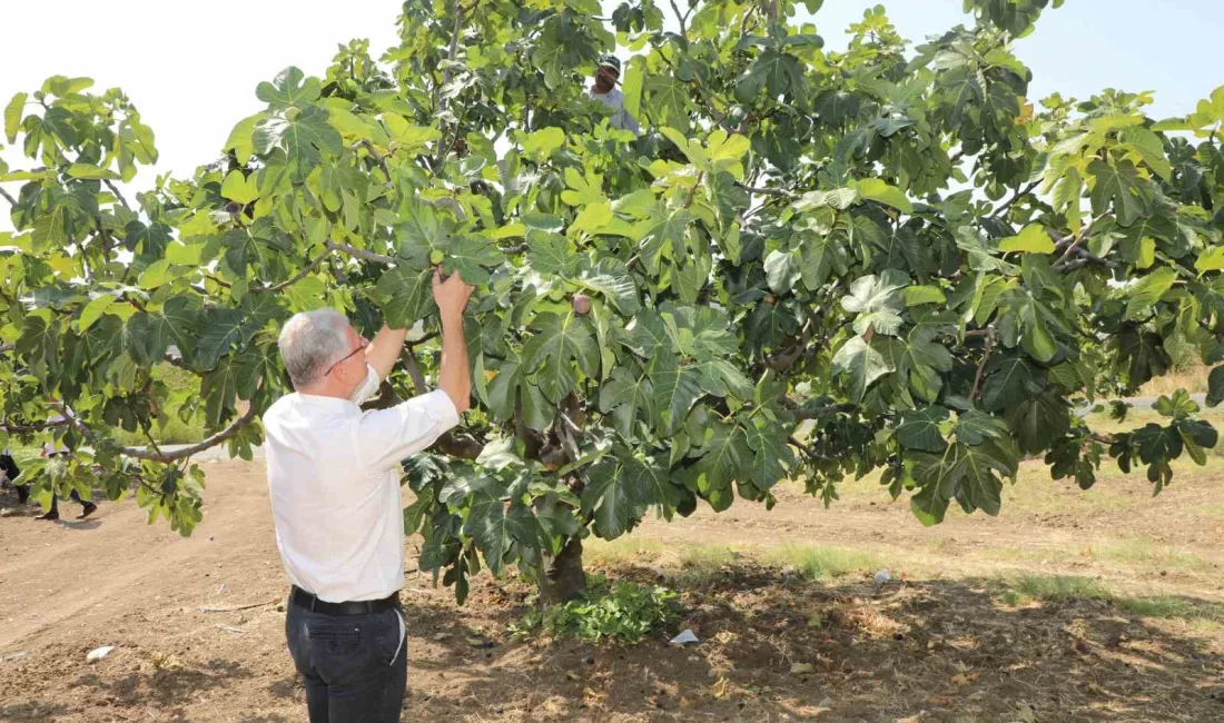 AVRUPA BİRLİĞİ’NDEN COĞRAFİ İŞARET