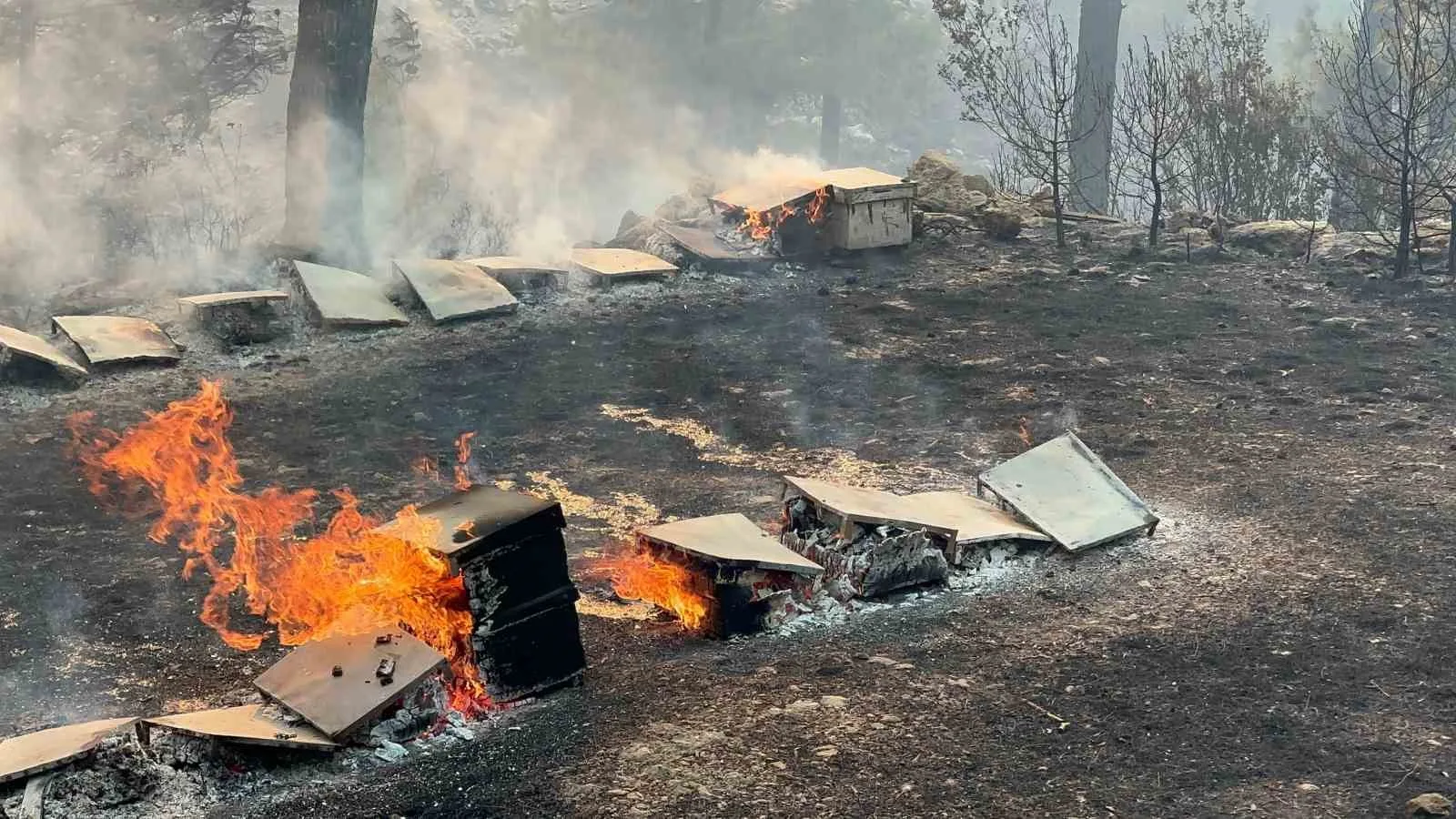 Muğla Büyükşehir’den yangından etkilenen arıcılara destek