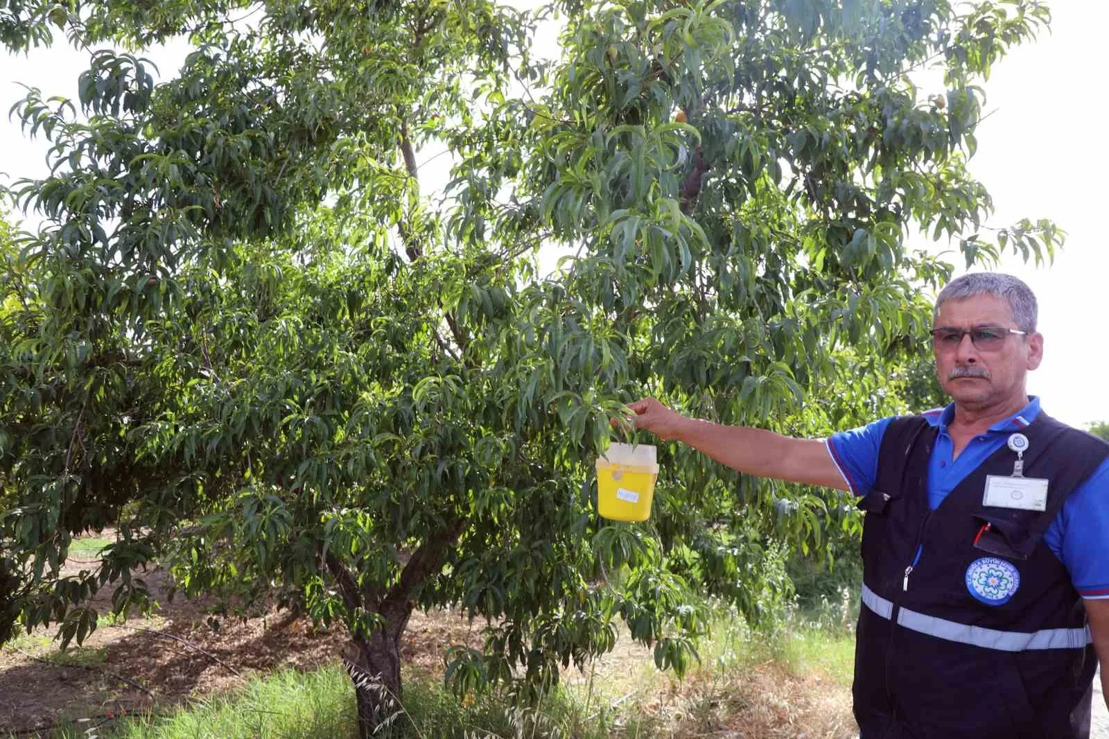 Narenciye üreticisinin kâbusu Akdeniz Meyve Sineğine tuzak