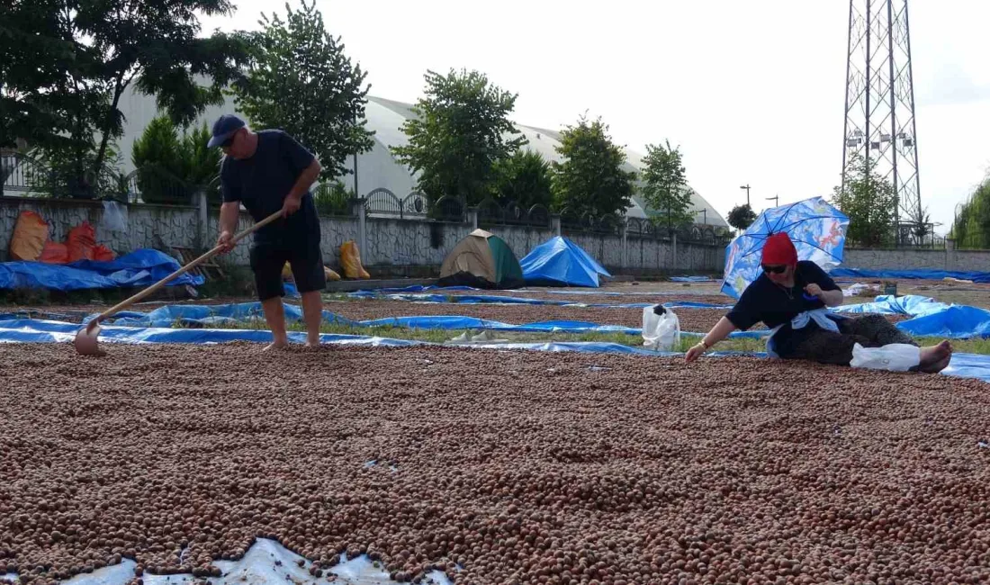 ÜRETİCİLER PATOZA VERDİKLERİ FINDIKLARI