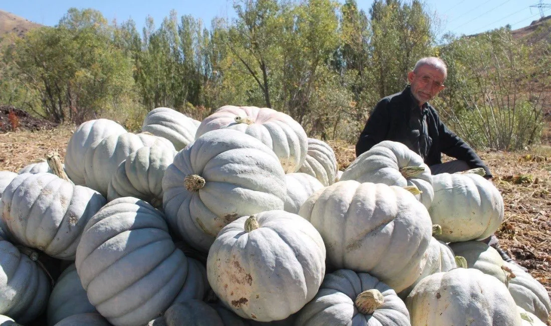 ORGANİK BAYBURT BAL KABAĞI