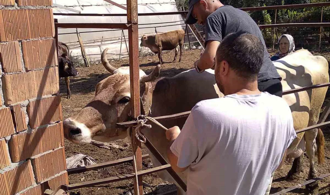 MUĞLA'NIN ORTACA İLÇESİNDE BÜYÜK