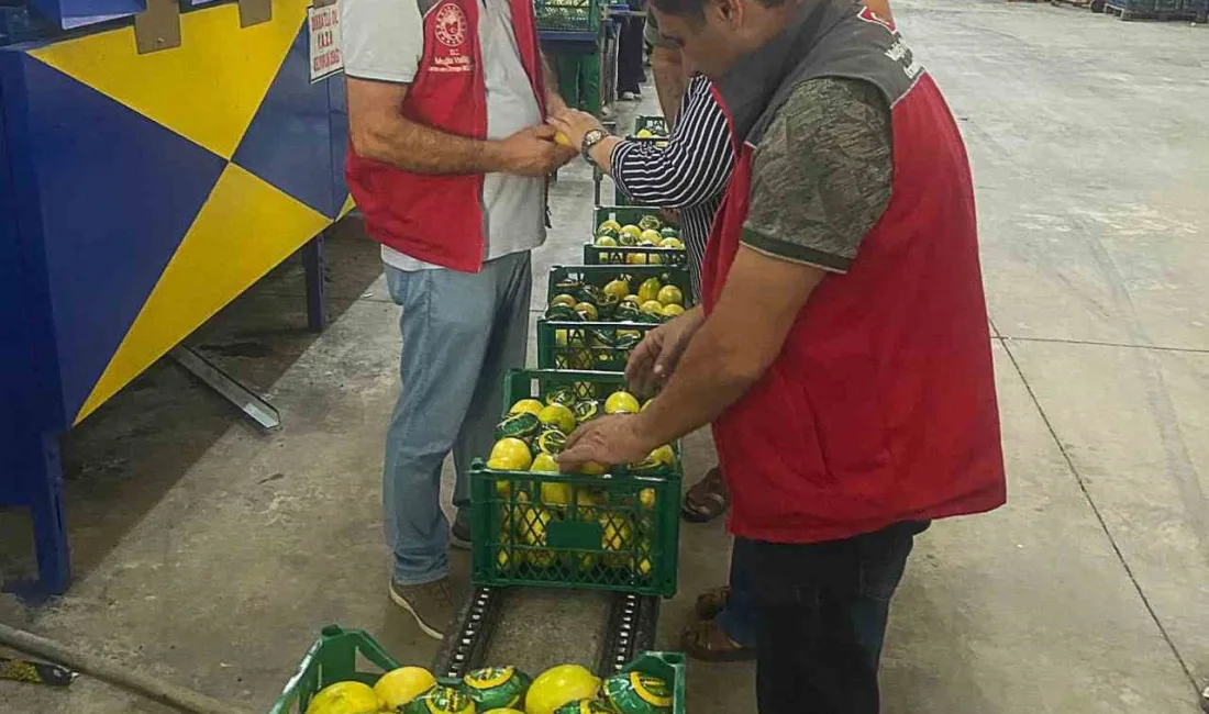 MUĞLA'NIN ORTACA İLÇESİNDEN UKRAYNA,