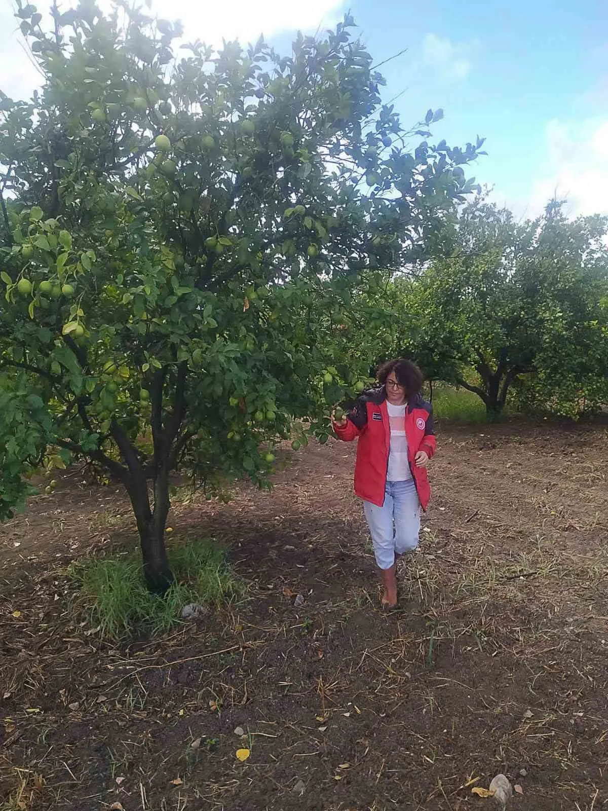 Ortaca’da narenciye ve pamuk bahçelerinde hasat öncesi kontroller tamamlandı