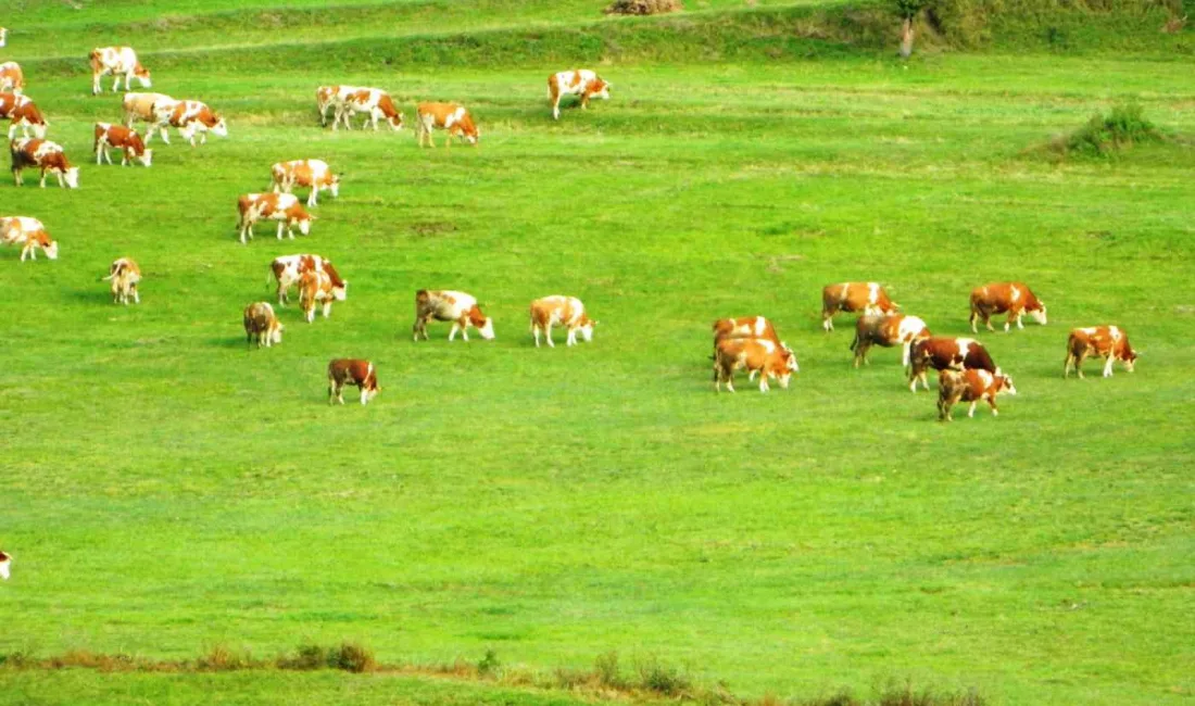 ARDAHAN’IN POSOF İLÇESİNDE SONBAHARA