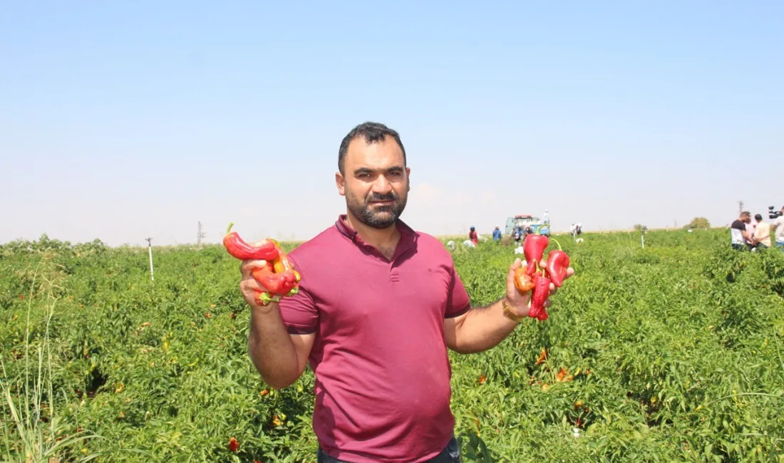 ŞANLIURFA’DA ACI BİBERİN HASADI