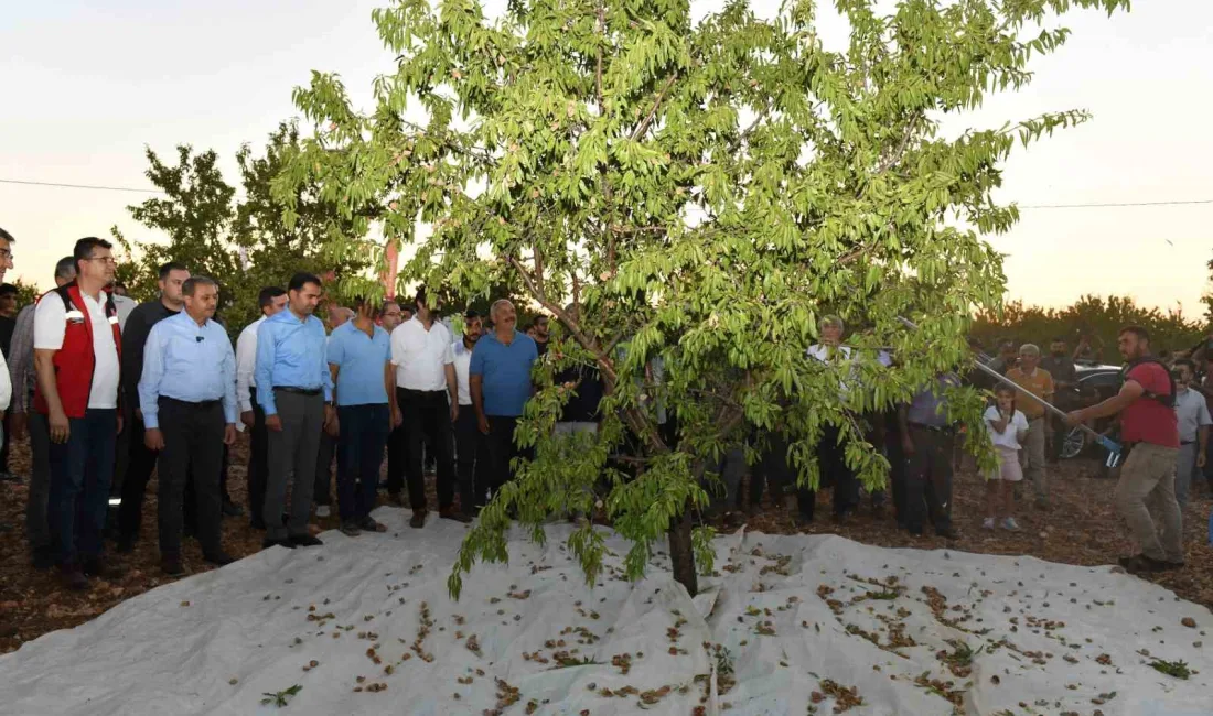 ŞANLIURFA’DA BADEM HASADI ÇİFTÇİYİ