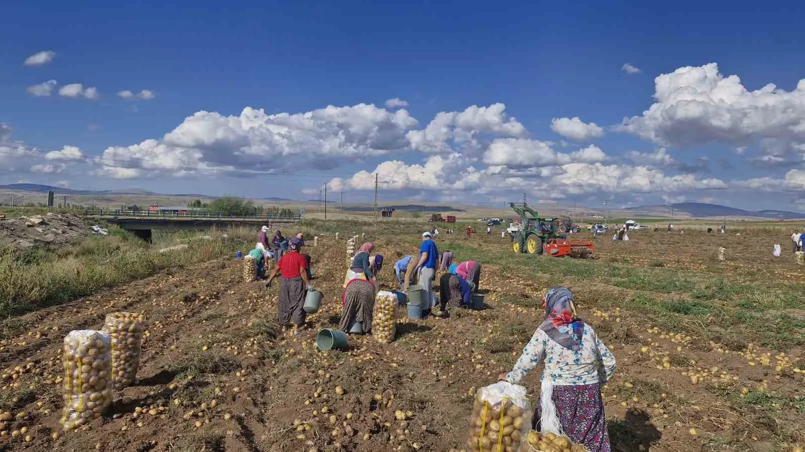 Satamadığı patatesleri halka ücretsiz dağıttı