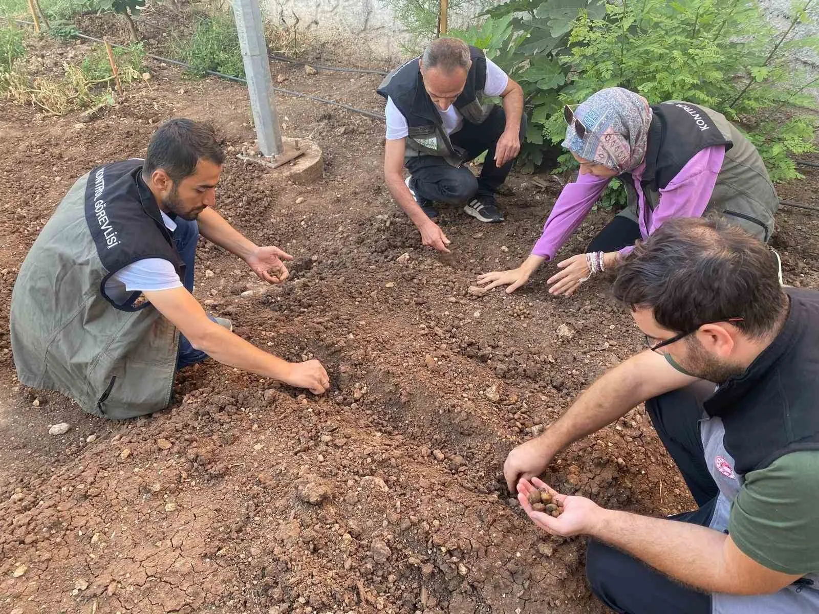 Siirt’te salep üretimi için deneme alanı kuruldu