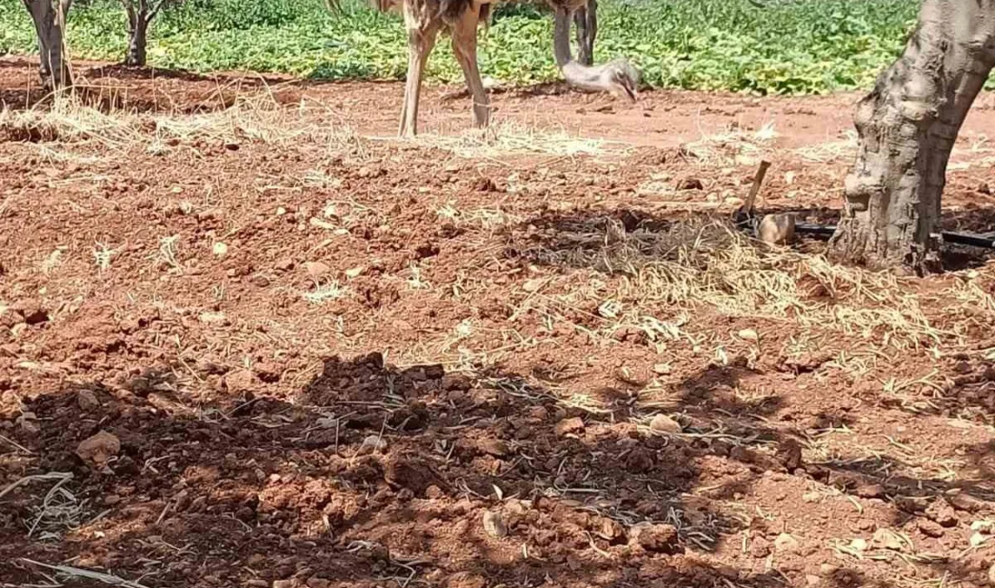 KİLİS’TE, SURİYE’DEN KAÇTIĞI GELDİĞİ