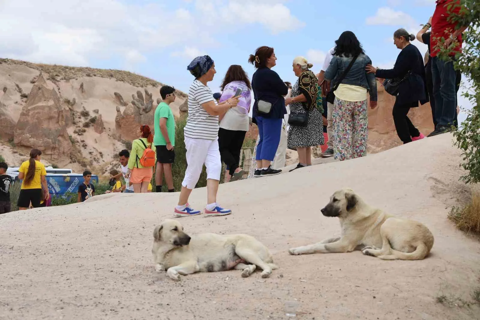 Sokak köpekleri turiste saldırdı