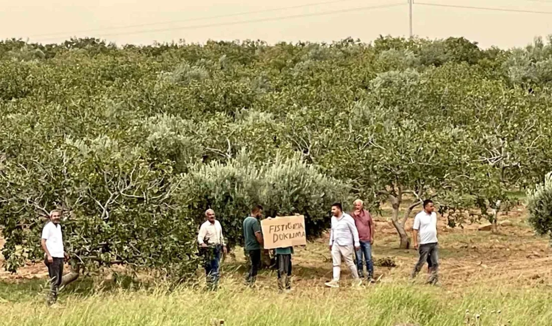 ŞANLIURFA SURUÇ’TA TARIM ARAZİSİNİN