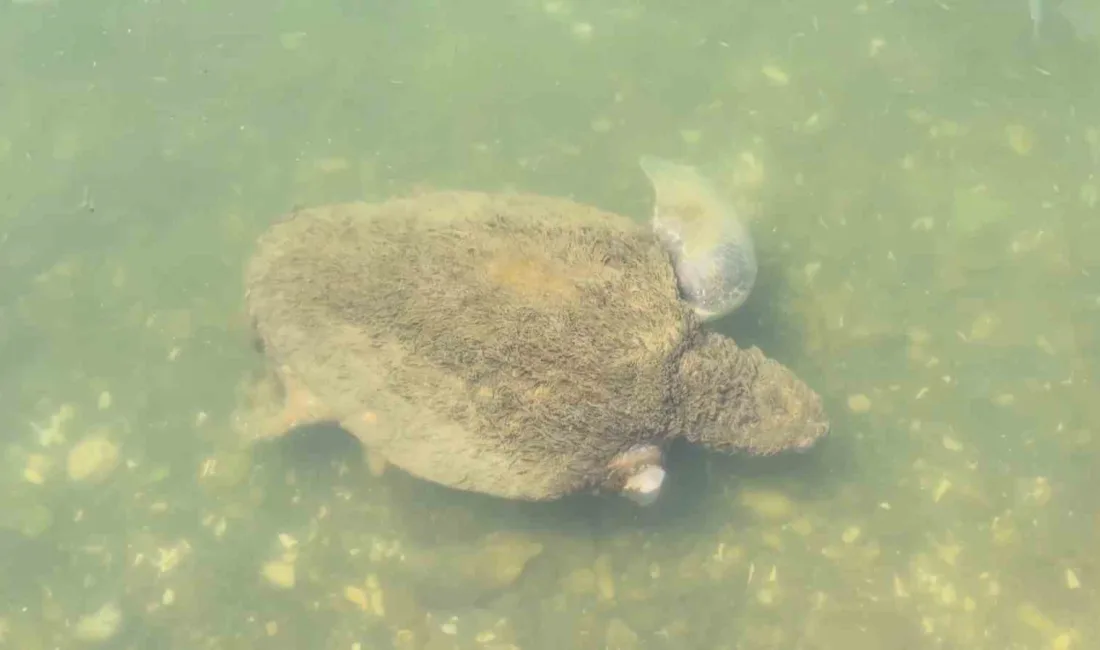 VETERİNER HEKİM VE YABAN HAYATI GÖZLEMCİSİ DOĞANAY VURAL, CARETTA CARETTA,