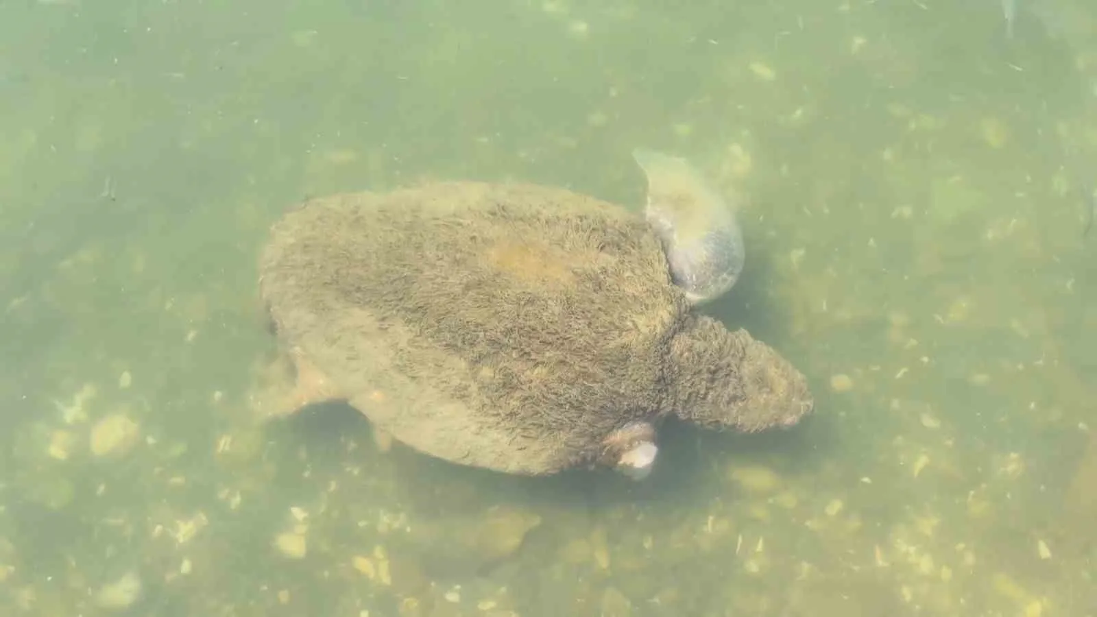 VETERİNER HEKİM VE YABAN HAYATI GÖZLEMCİSİ DOĞANAY VURAL, CARETTA CARETTA,