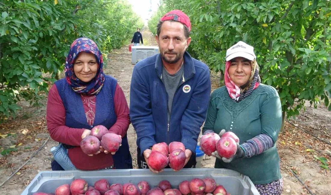 TÜRKİYE’DE TOPLAM ELMA ÜRETİMİNİN