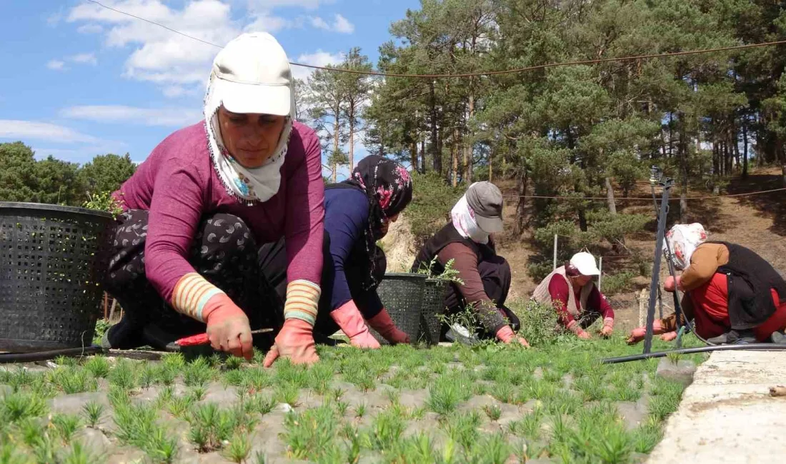 YOZGAT’IN AKDAĞMADENİ İLÇESİNDE BULUNAN