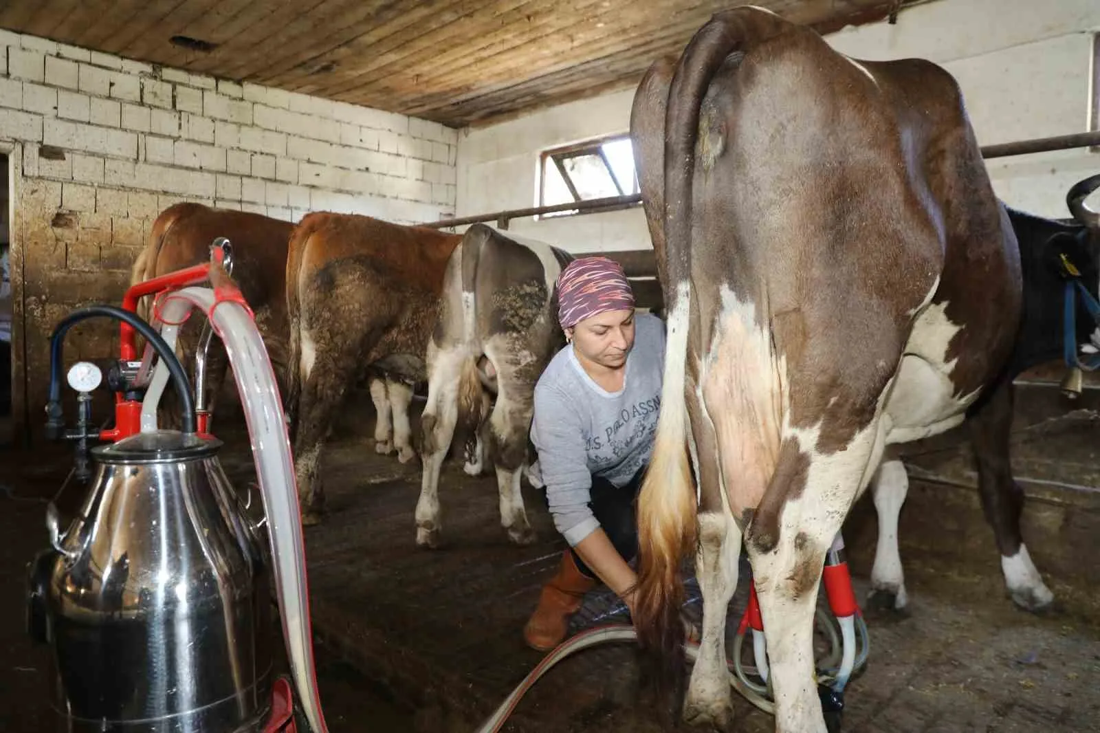 Üreten kadın: Tek başına 20 büyükbaş hayvana bakıyor