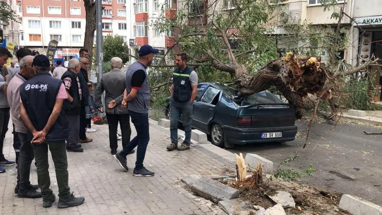 30 YILLIK AĞAÇ ÜZERİNE