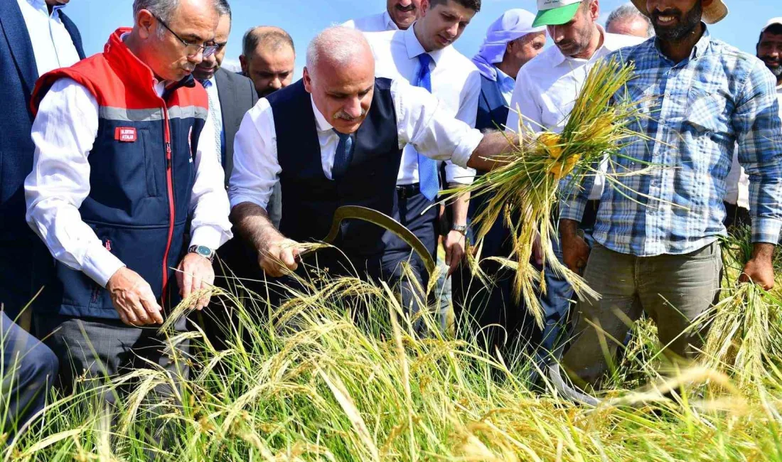 DİYARBAKIR'IN KARACADAĞ BÖLGESİNDE TAŞLI