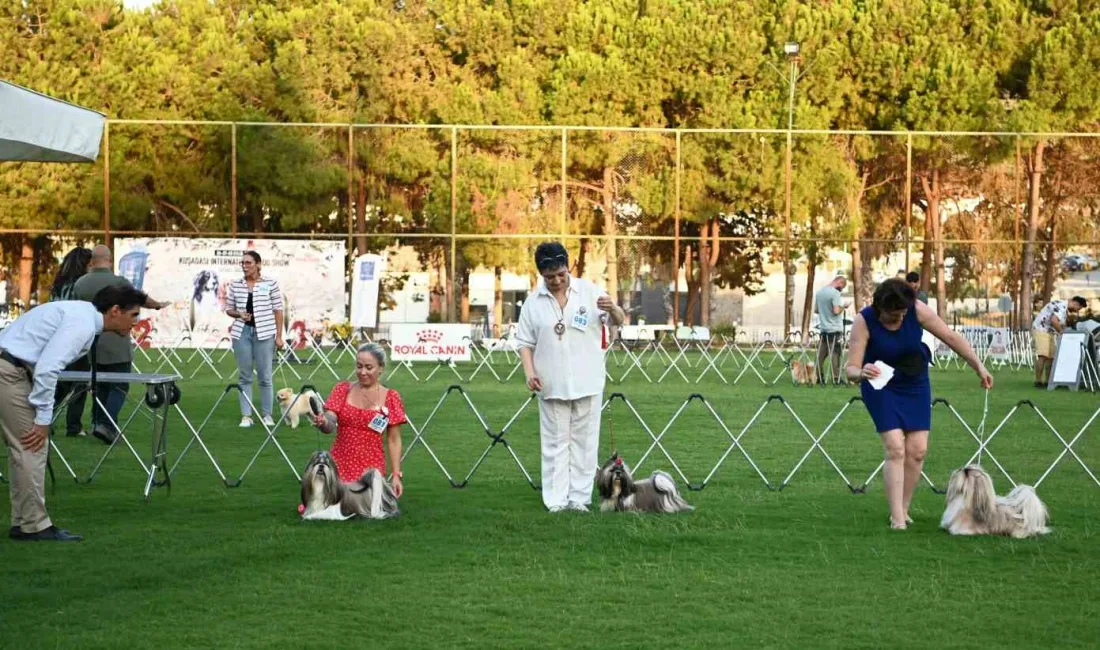 KUŞADASI BELEDİYESİ'NİN KATKILARIYLA KÖPEK