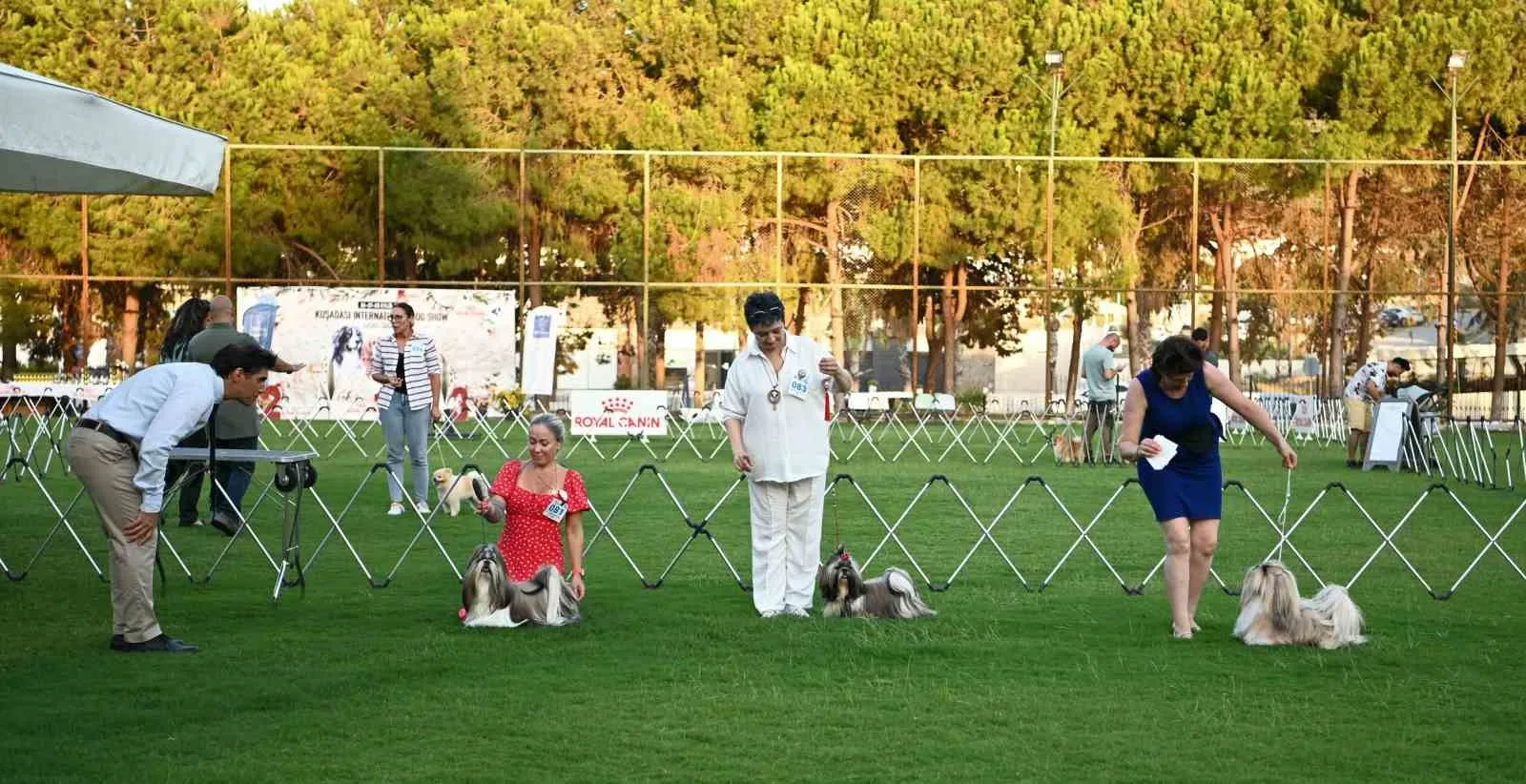 Yarışmaya katılan köpekler dikkat çekti