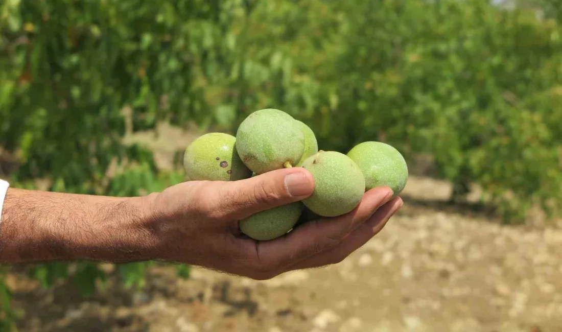 AROMASI, DOLGUN YAPISI, YAĞ