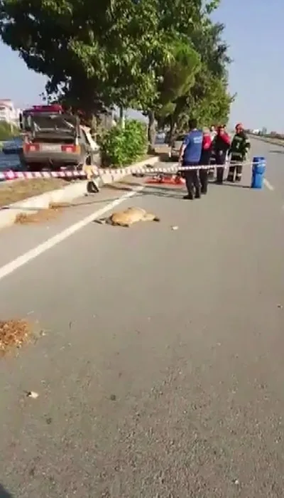 Yola çıkan köpek kazaya neden oldu: 1 ölü, 2 yaralı