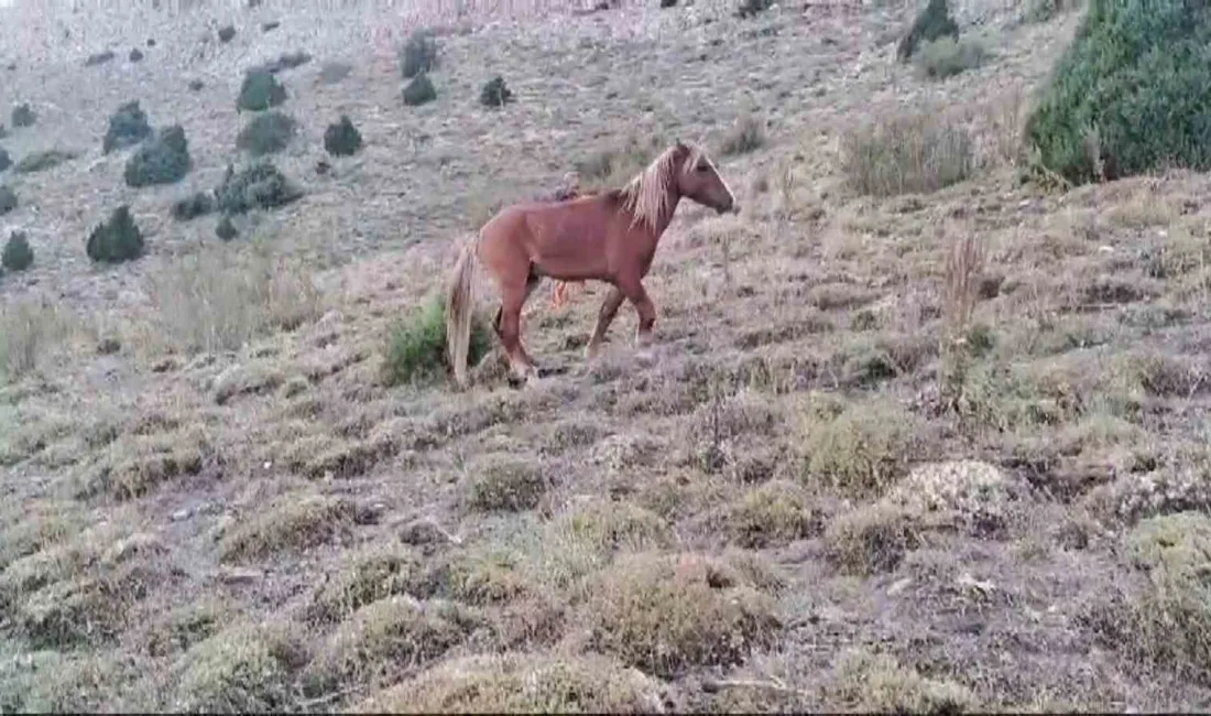 YOZGAT’IN ÇAYIRALAN İLÇESİNDE DAĞLIK