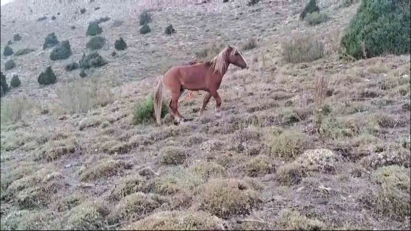 Yozgat’ta ayağı kırılan yılkı atına jandarmadan şefkat eli