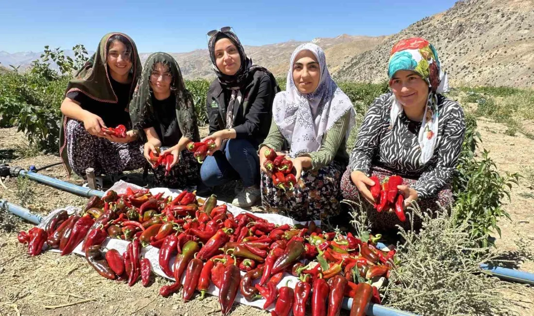 HAKKARİ’NİN YÜKSEKOVA İLÇESİNDE ÇİFTÇİ