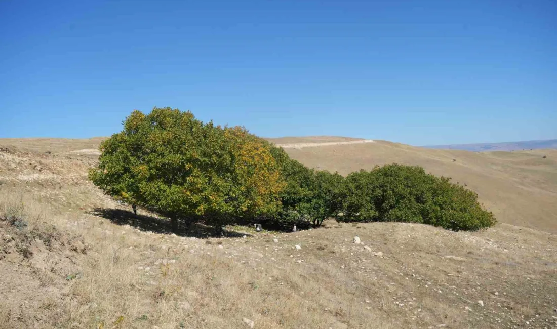 MUŞ MERKEZE 30 KİLOMETRE