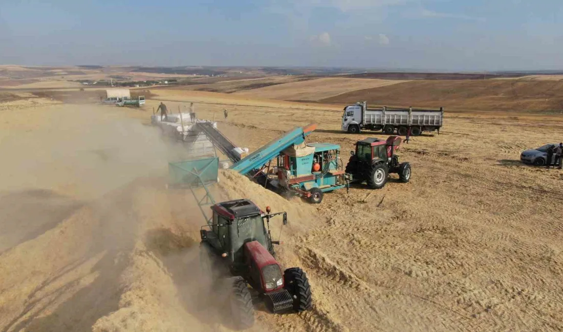 DİYARBAKIR’DA BUĞDAY VE ARPA