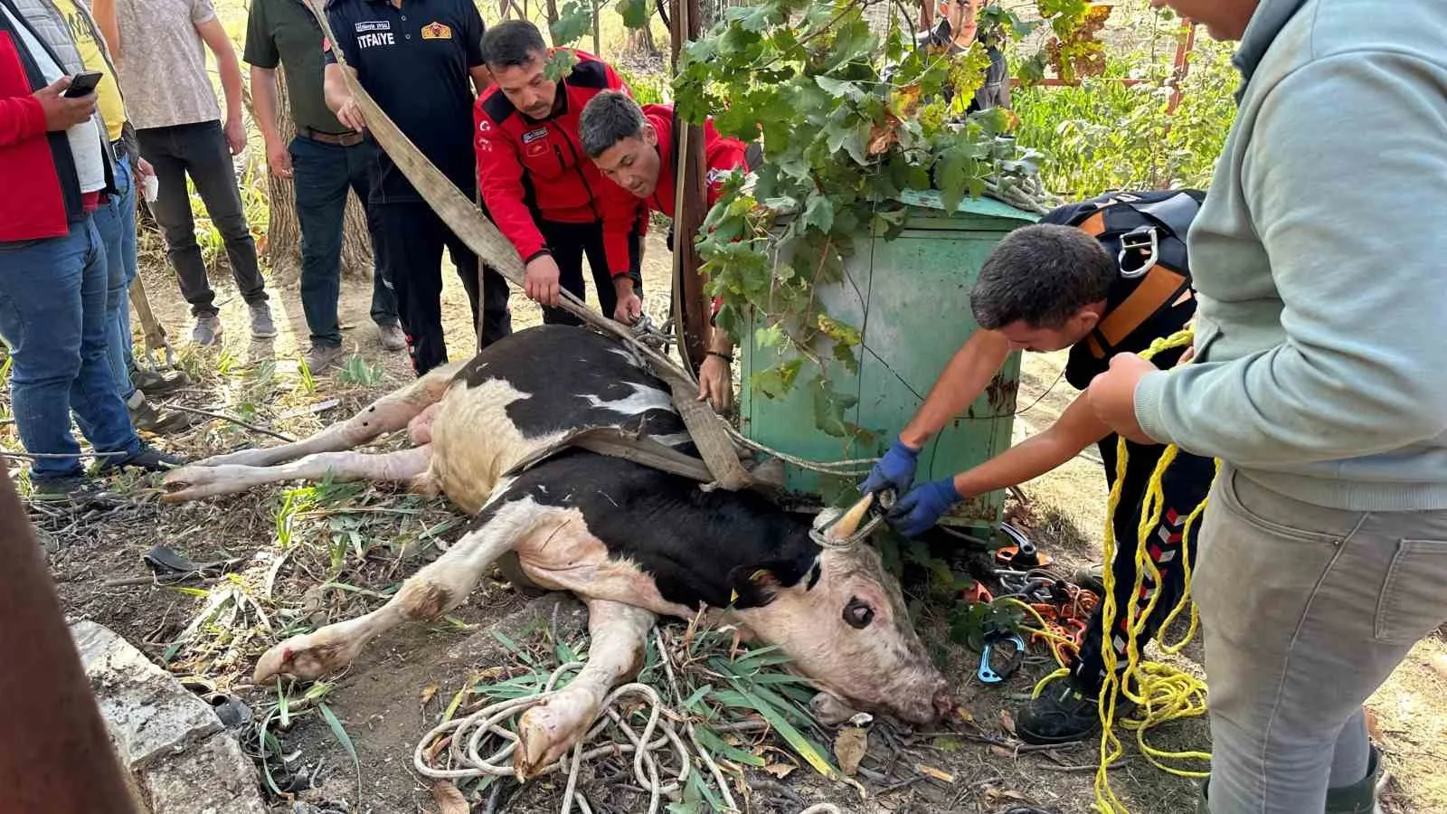 20 metrelik su kuyusuna düşen ineği itfaiye kurtardı