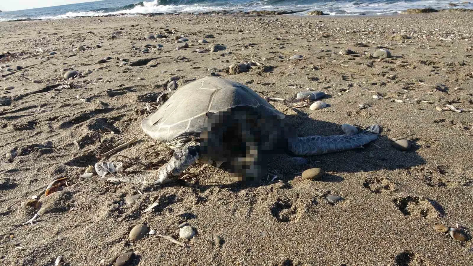 Alanya’da son bir haftada iki caretta caretta ölü bulundu