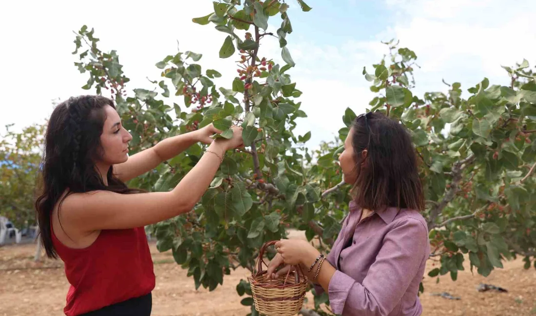 ANTALYA BÜYÜKŞEHİR BELEDİYESİ, KORKUTELİ