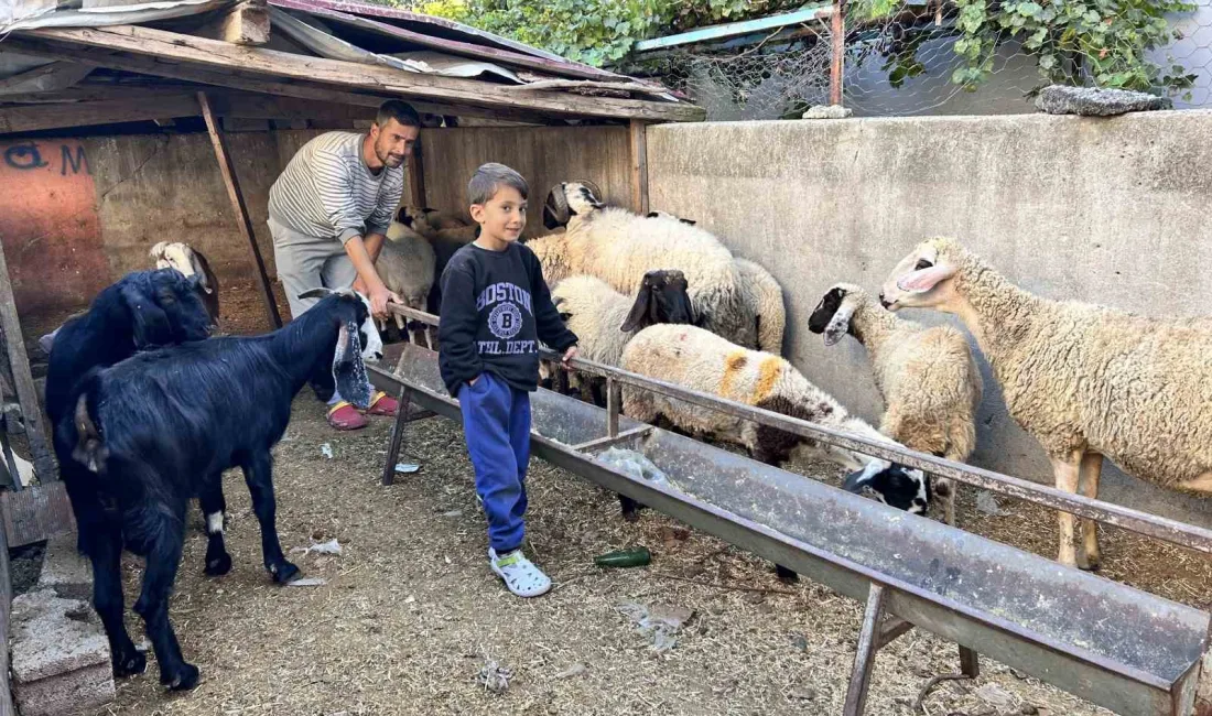 YUSUF ÇINAR'IN ÇALINAN KOYUNLARI,