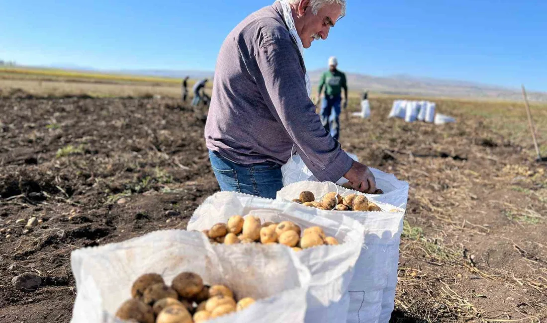 ARPAÇAY’DA PATATES HASADI BAŞLADI(KARS-İHA)