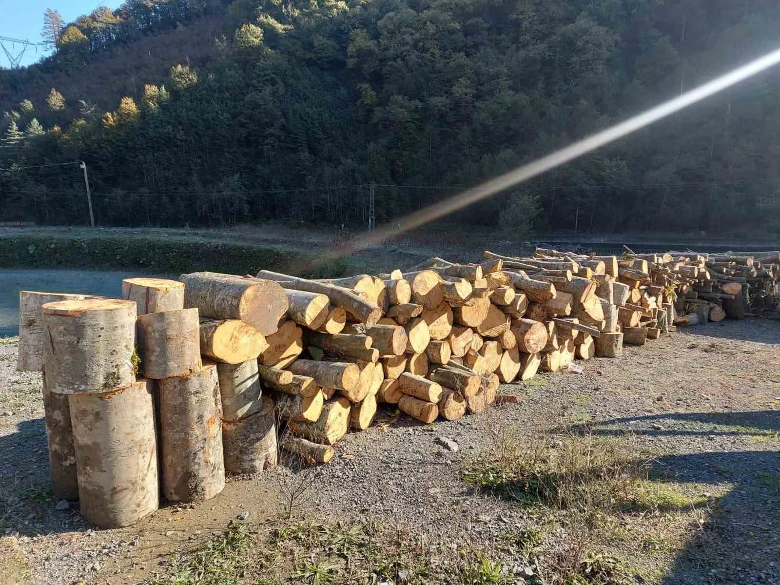 Artvin’de kooperatif başkanı eylemlerin yapıldığı alanda kaçak ağaç kesmekten gözaltına alındı