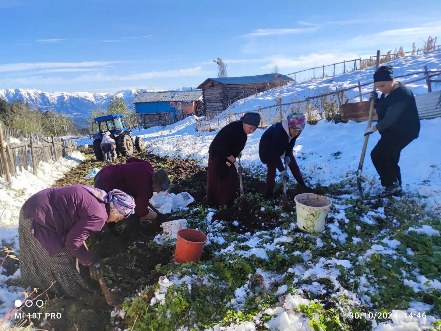 Artvin’e kış erken gelince patates hasası kar altında yapıldı