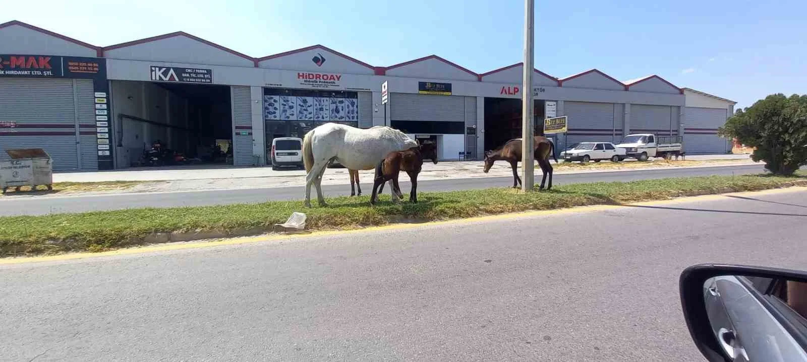 Aydın’da başıboş atlar tehlike saçıyor