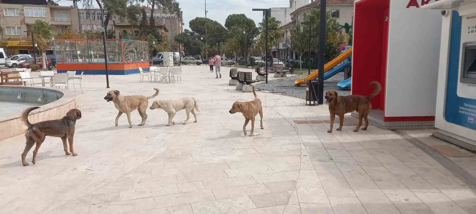 Aydın’da ‘sokak köpekleri sorunu’ büyüyor