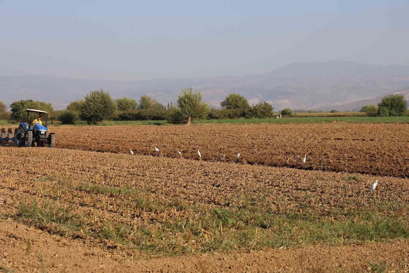 Aydın’da su kuşları, çiftçilerin tarladaki yoldaşı oluyor