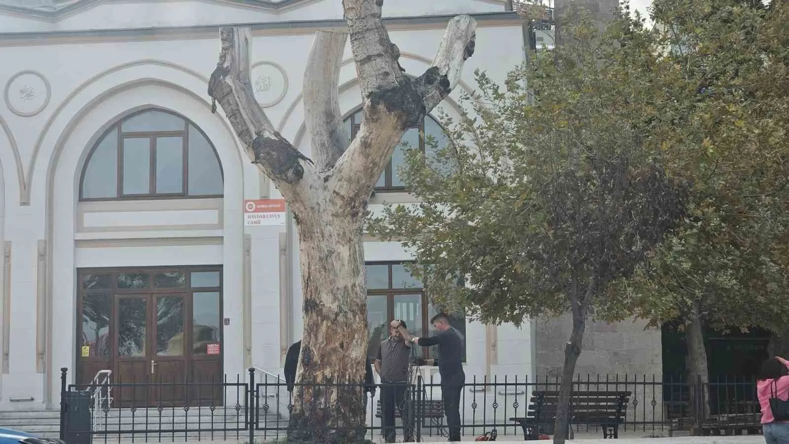 Bandırma’da asırlık kuruyan kavak ağacın kalan kısmı da kesildi