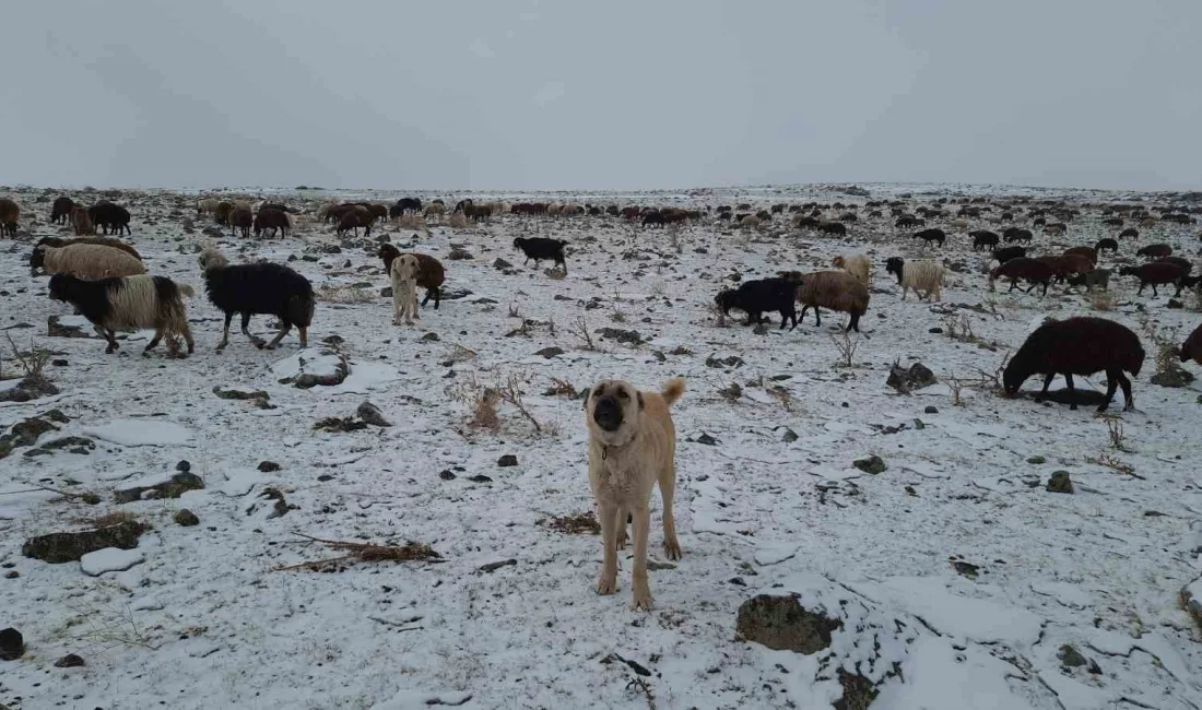 BAYBURT’UN YÜKSEK KESİMLERİNDE KAR