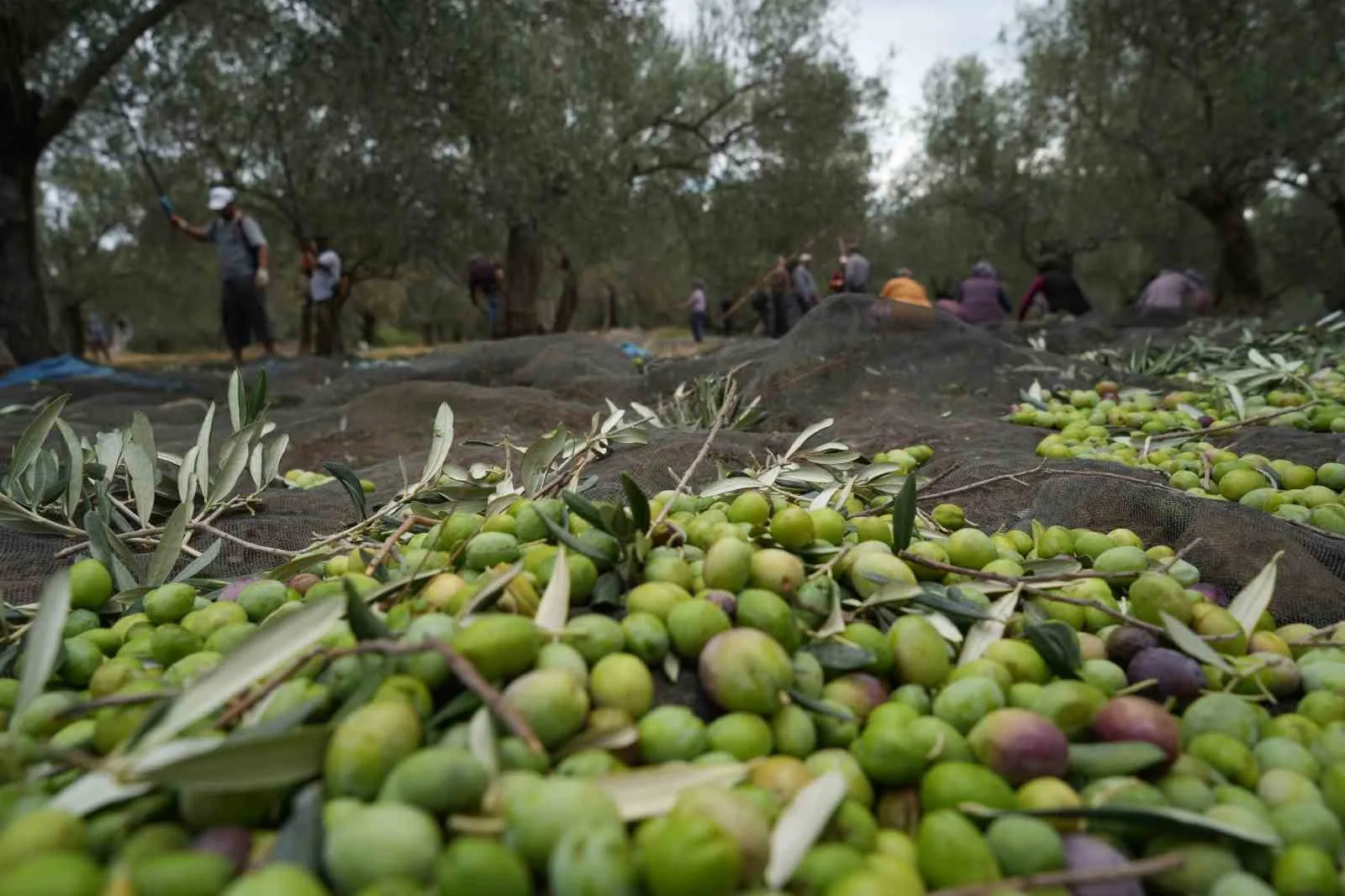 Bilinenin aksine siyah ve yeşil zeytin ağaçları ayrı değil